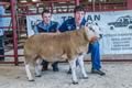 Reserve Champion Texel